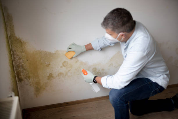 Best Dehumidification Services  in Greer, SC