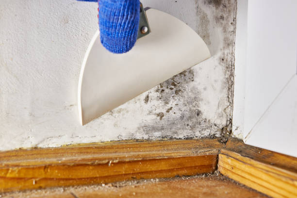 Best Attic Mold Removal  in Greer, SC
